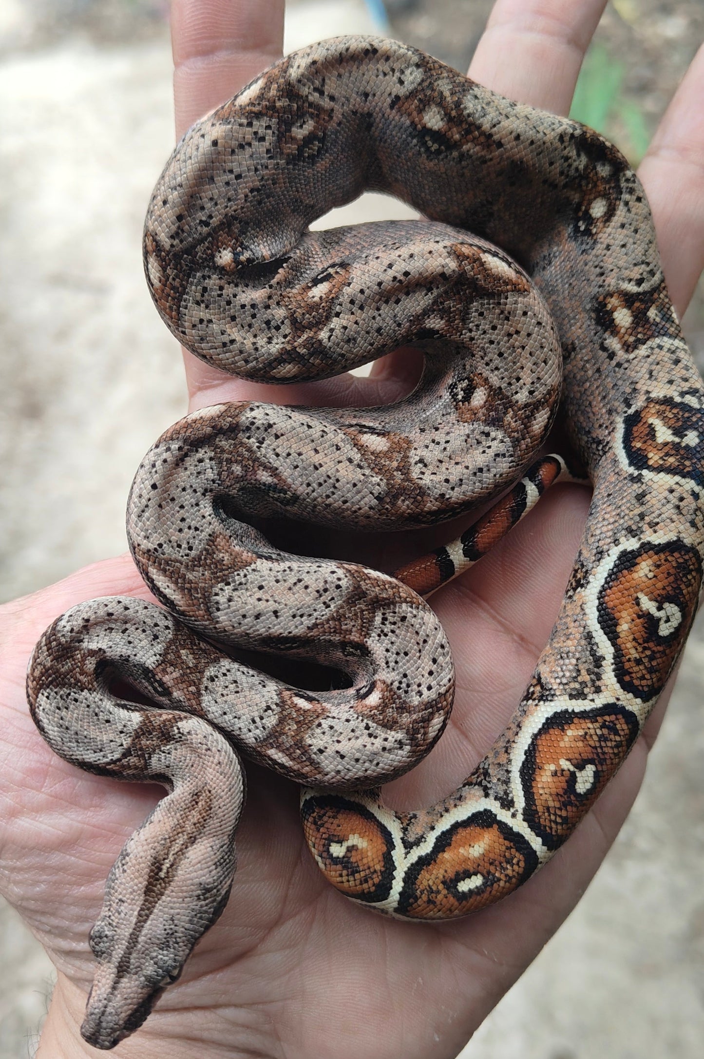 Otonco Hembra. Nominal Sangre Veracruz - Hog