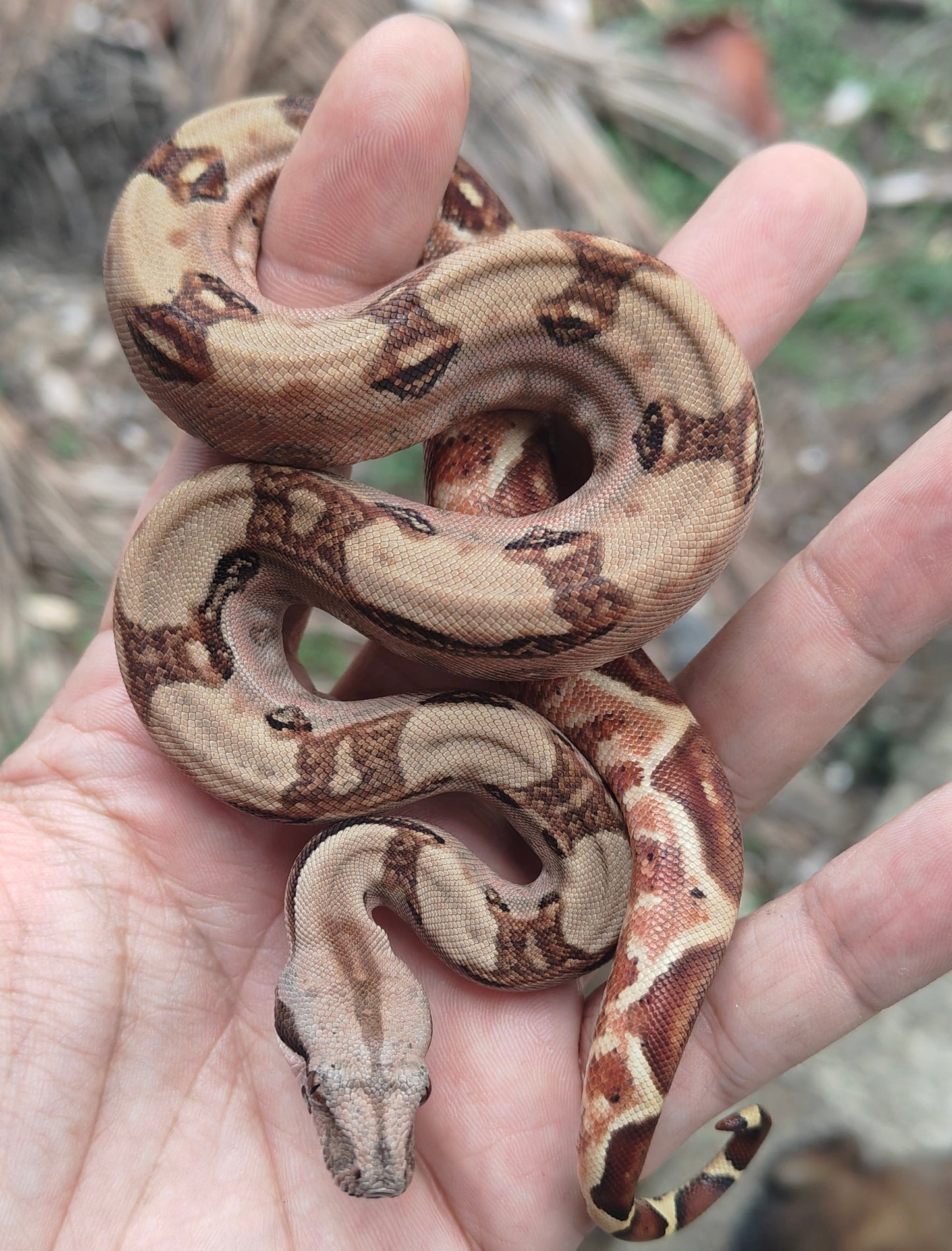 Hypo Panza roja Otonco Hembra 2025 C2