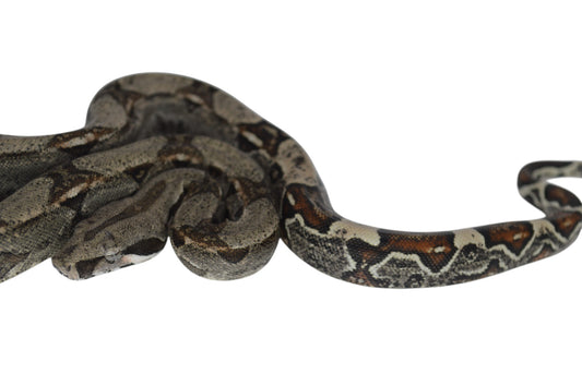 Macho Het Anery 66% Het Albino Khal A1025