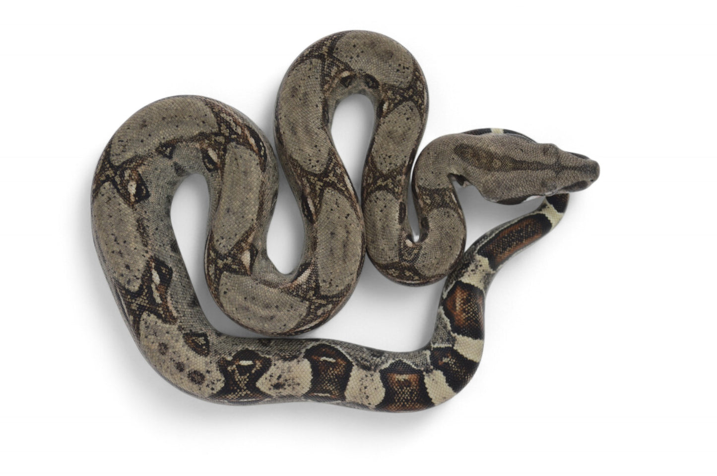 Hembra Het Anery 66% Albino Khal A1125