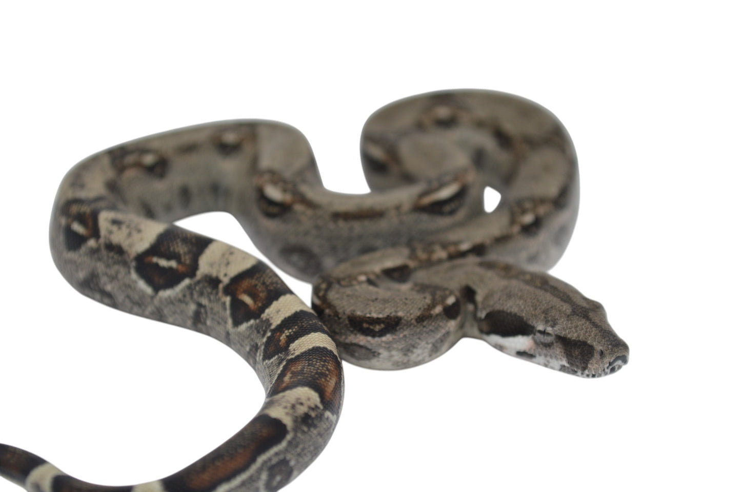 Hembra Het Anery 66% Albino Khal A1125
