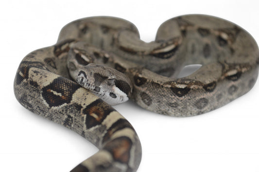 Hembra Het Anery 66% Albino Khal A1125