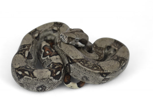 Macho Het Anery 66% Het Albino Khal A1225