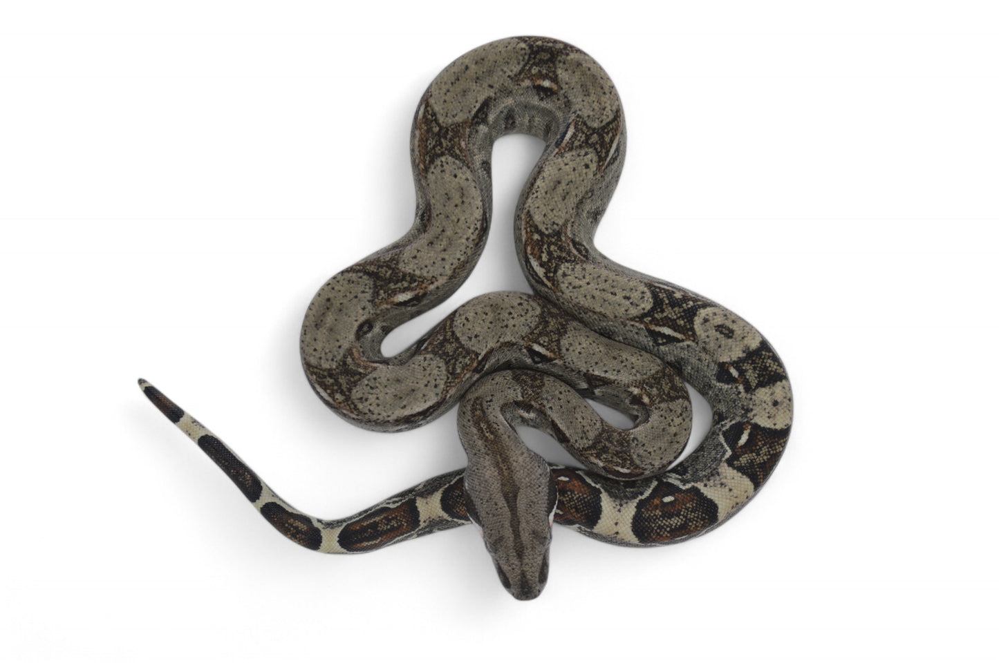 Macho Het Anery 66% Het Albino Khal A1325