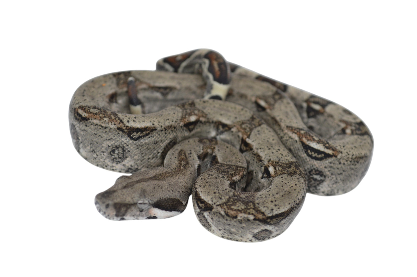 Macho Het Anery 66% Het Albino Khal A1325