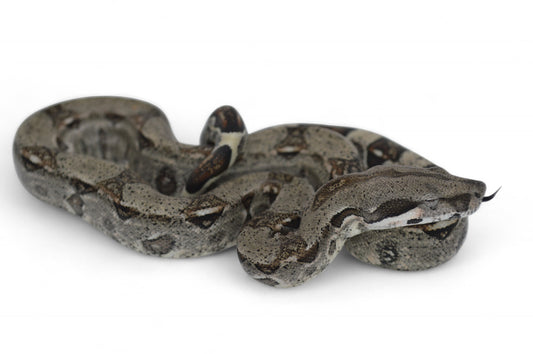 Macho Het Anery 66% Het Albino Khal A1325