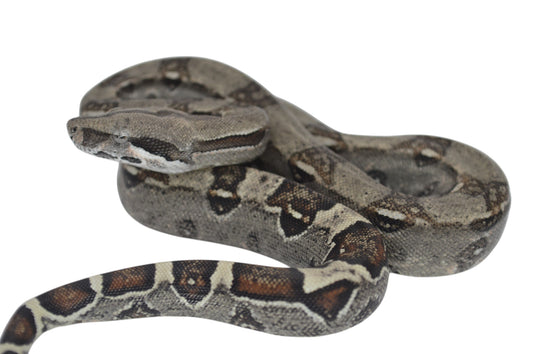 Macho Het Anery 66% Het Albino Khal A1425