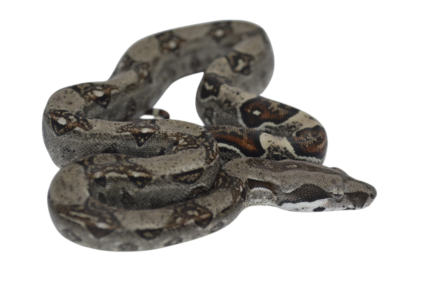 Macho Het Anery 66% Het Albino Khal A1525