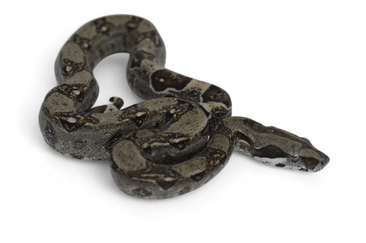 Macho Het Anery 66% Het Albino Khal A1525