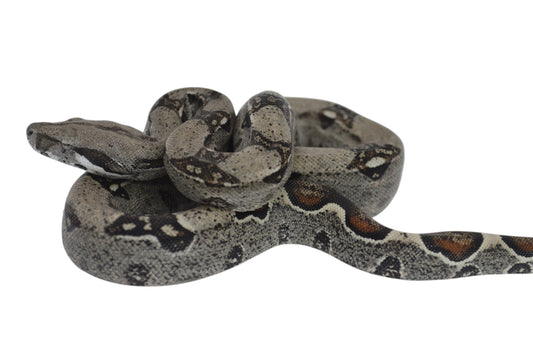 Hembra Het Anery 66% Het Albino Khal A1625