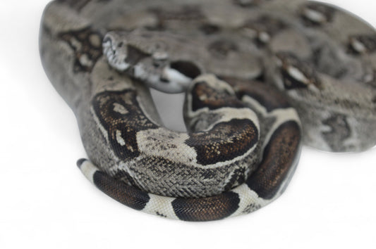 Hembra Het Anery 66% Het Albino Khal A1725
