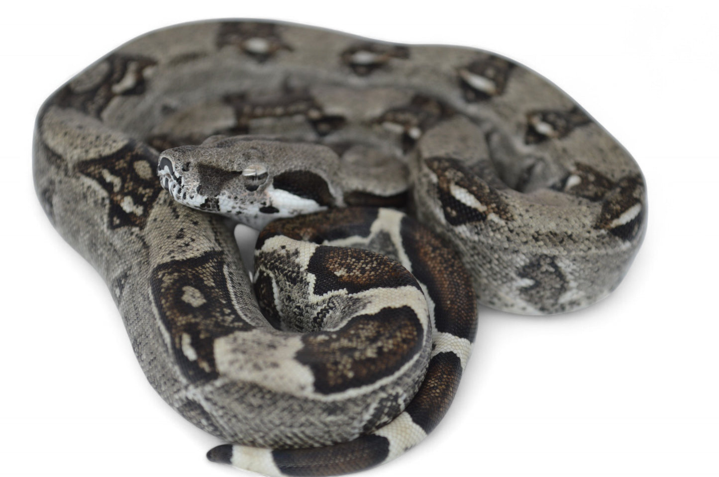 Hembra Het Anery 66% Het Albino Khal A1725