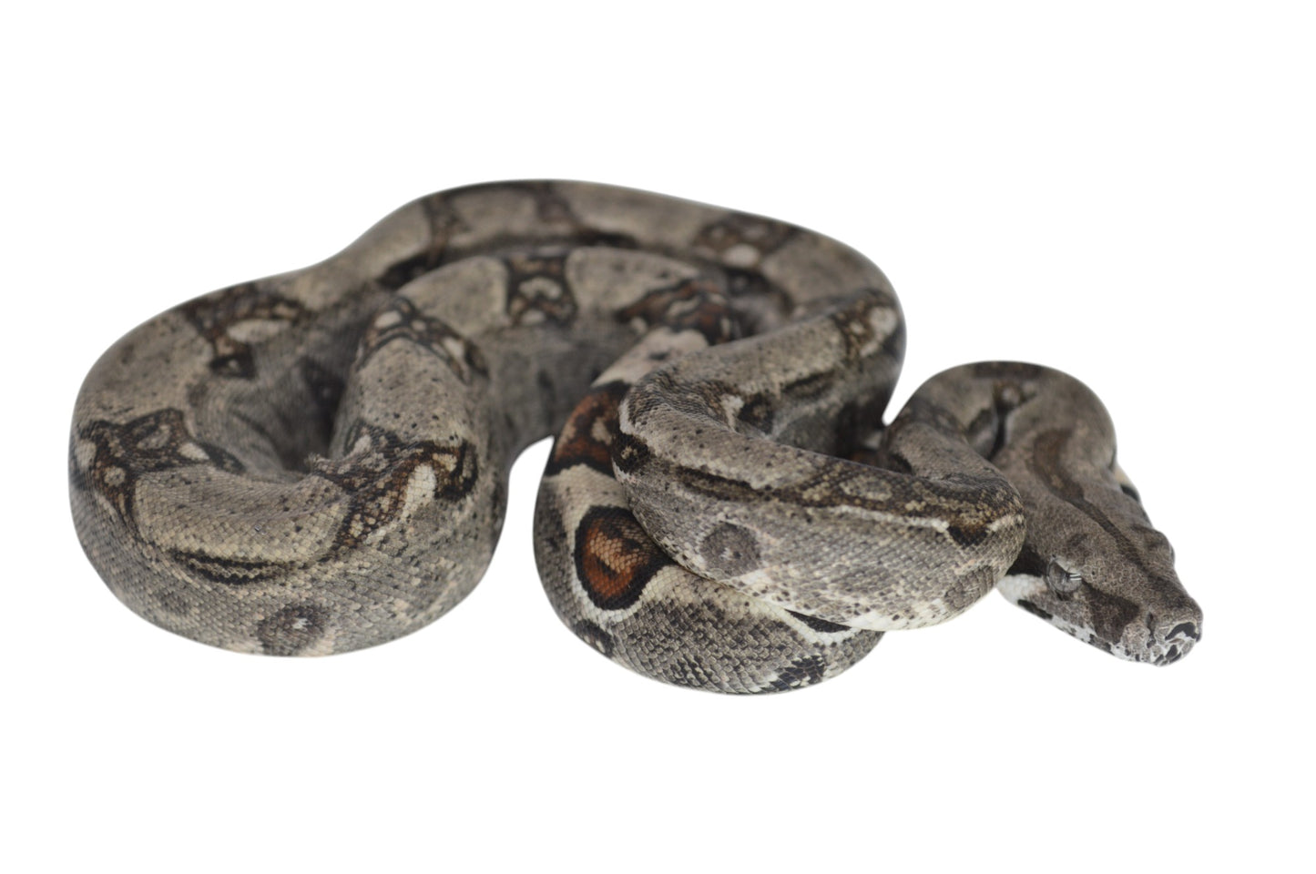Hembra Het Anery 66% Het Albino Khal A52025
