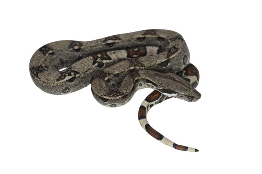 Macho Het Anery 66% Het Albino Khal A625