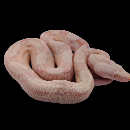 Hembra Albino Het Anery A725