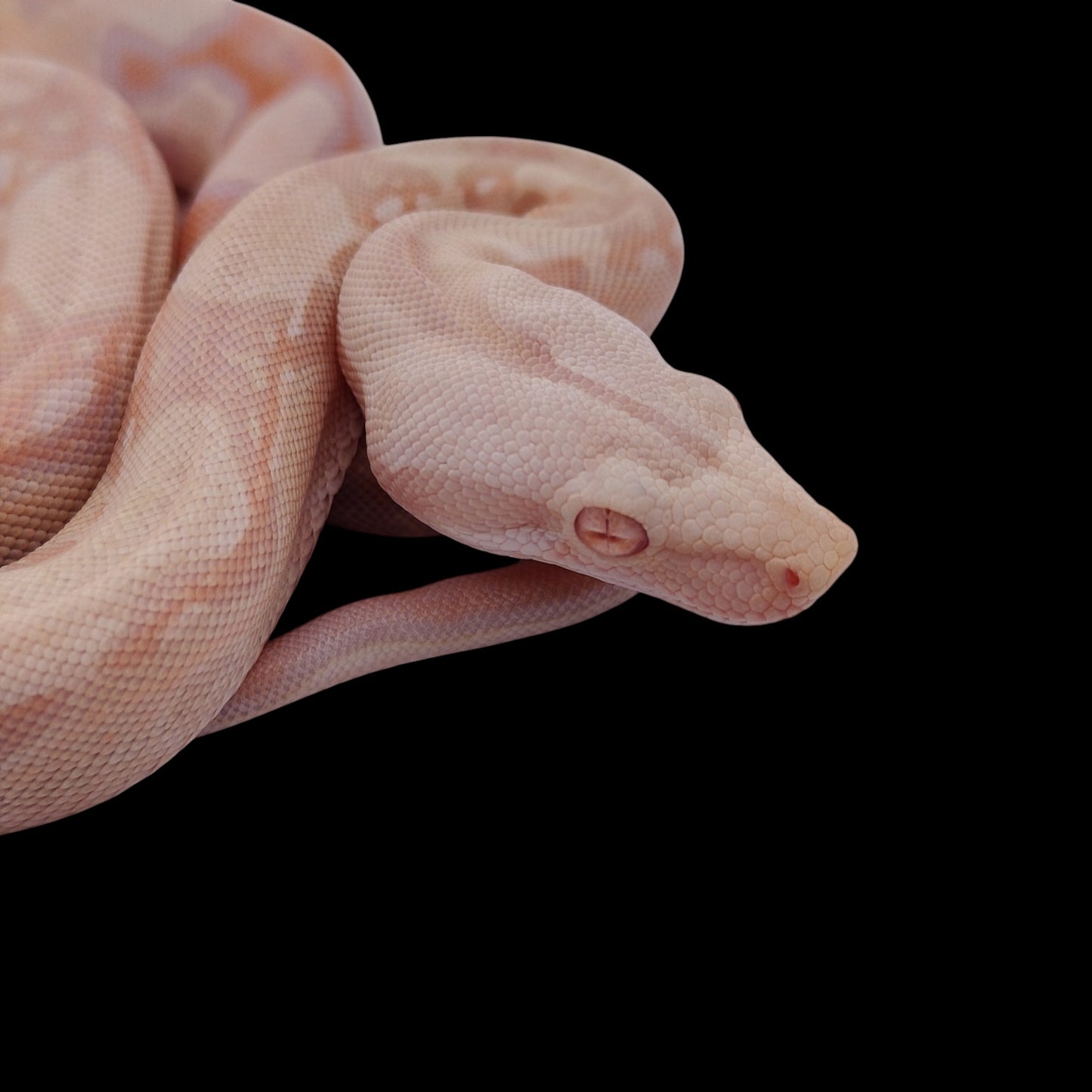 Hembra Albino Het Anery A725