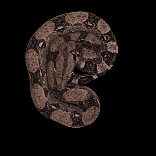 Macho Anery 66% Het Albino Khal A925