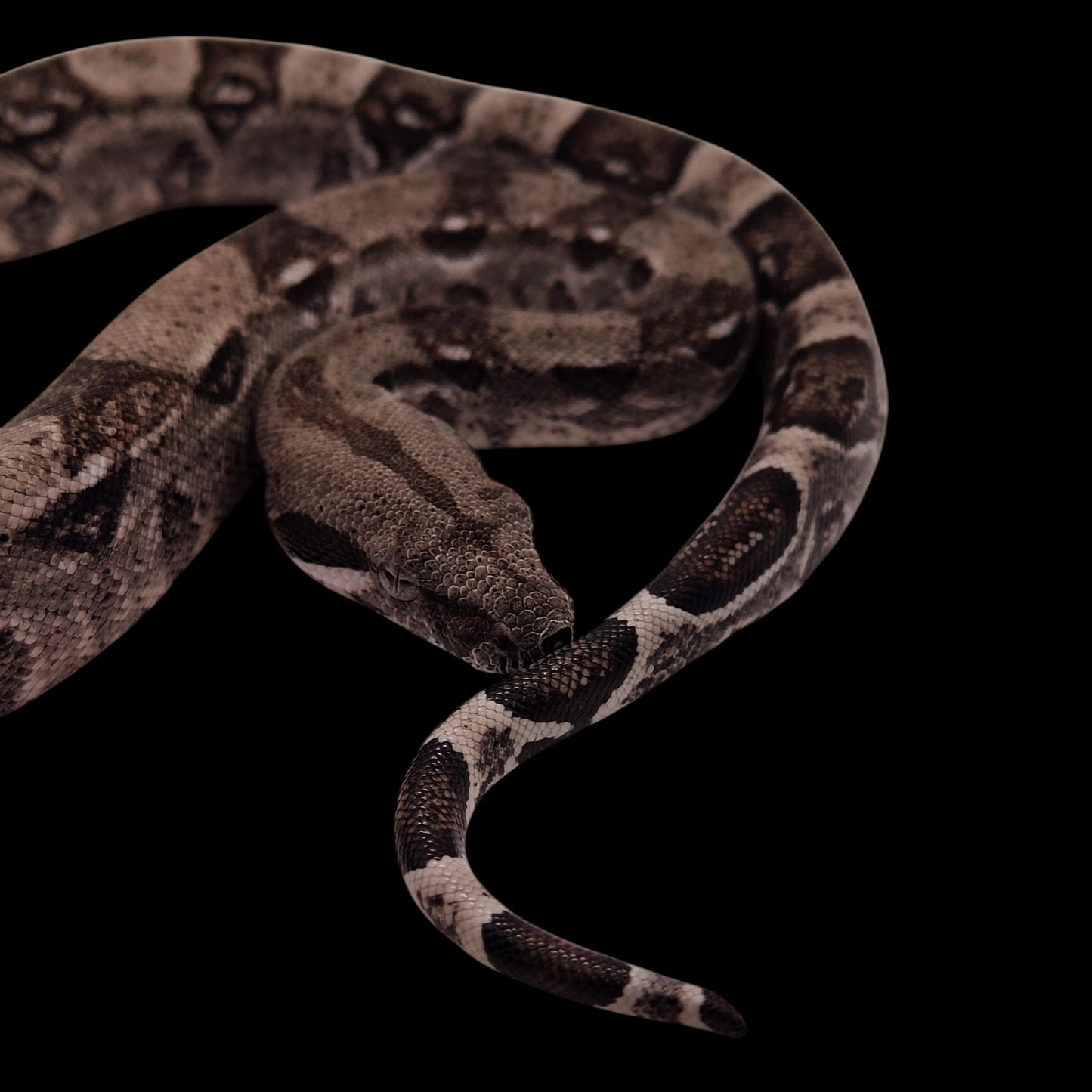 Macho Anery 66% Het Albino Khal A925