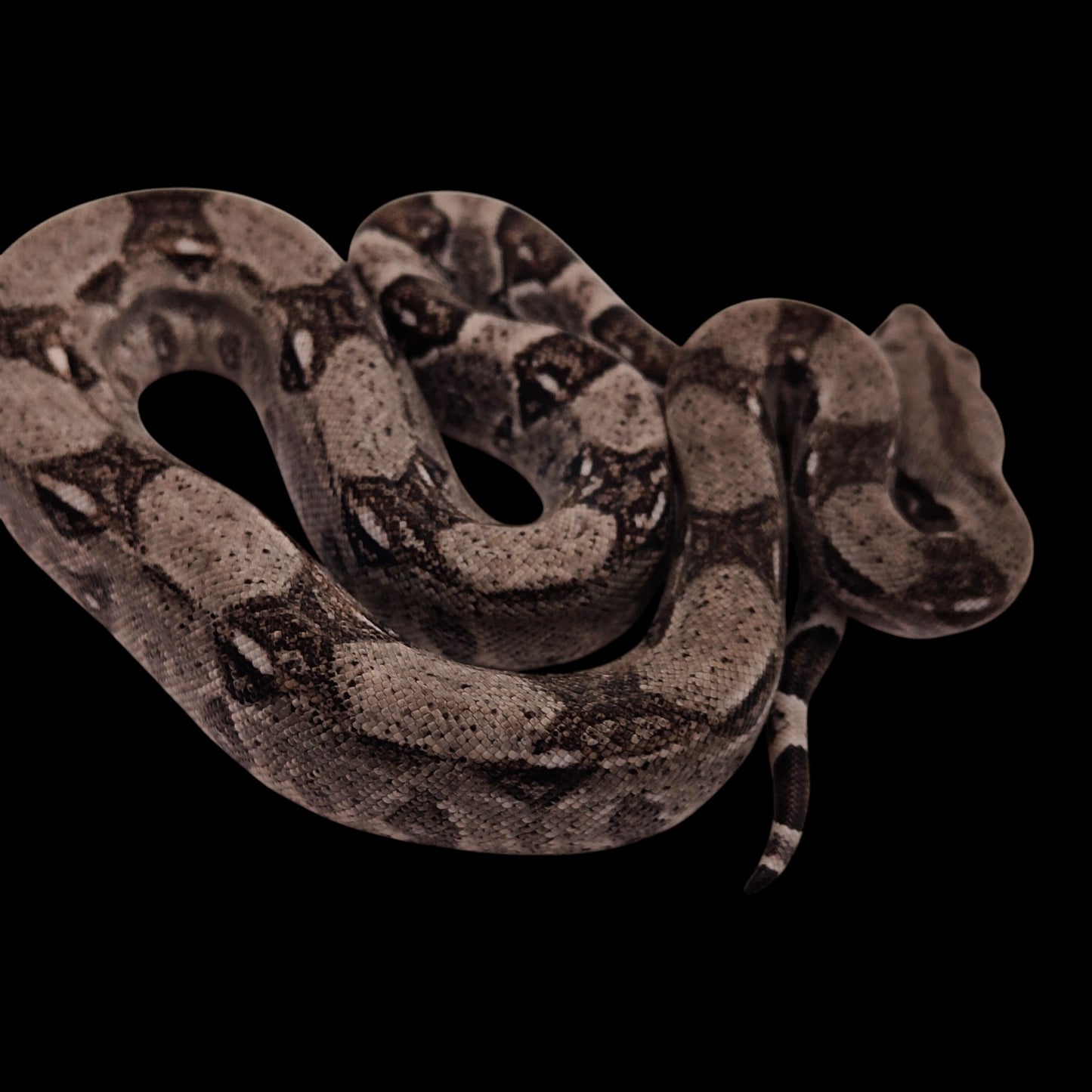 Macho Anery 66% Het Albino Khal A925