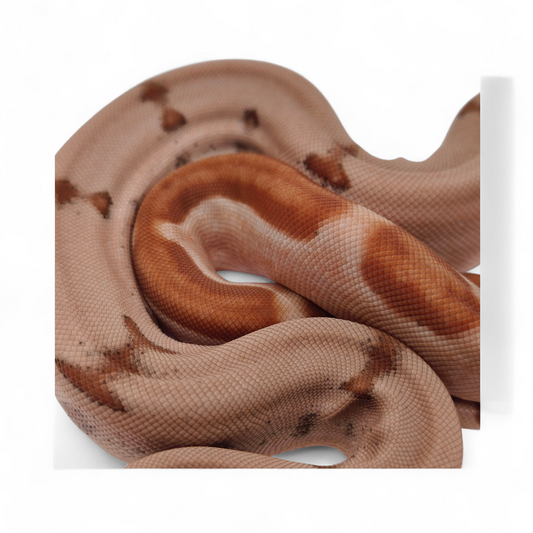 Super Hypo Jungle Sangre Veracruz-Hog Island Macho B325