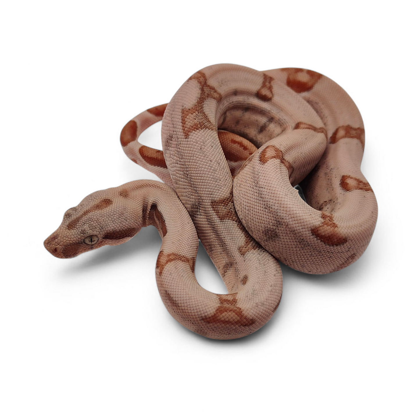 Super Hypo Jungle Sangre Veracruz-Hog Island Macho B625