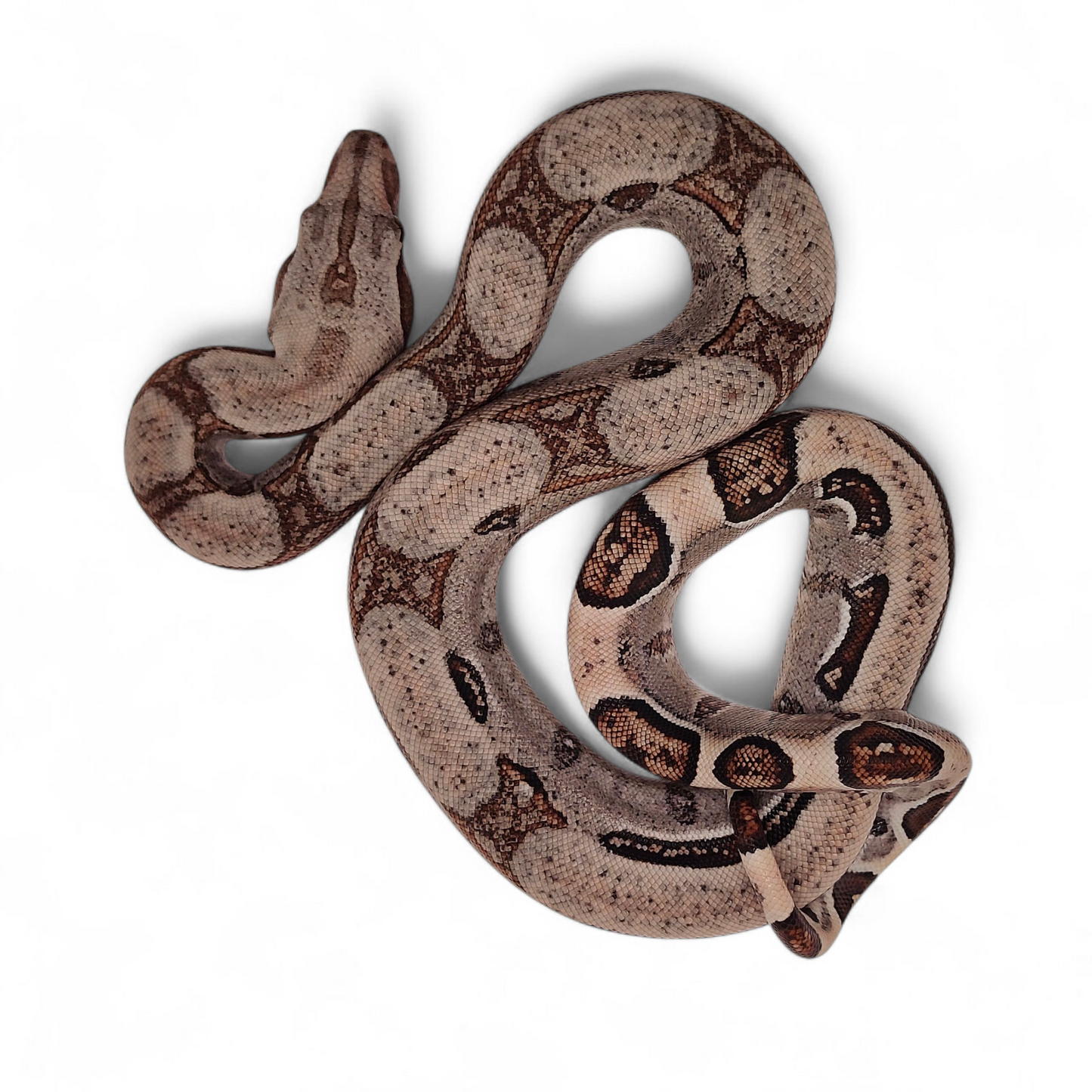 Jungle Stripe Sangre Veracruz-Hog Island Macho B825