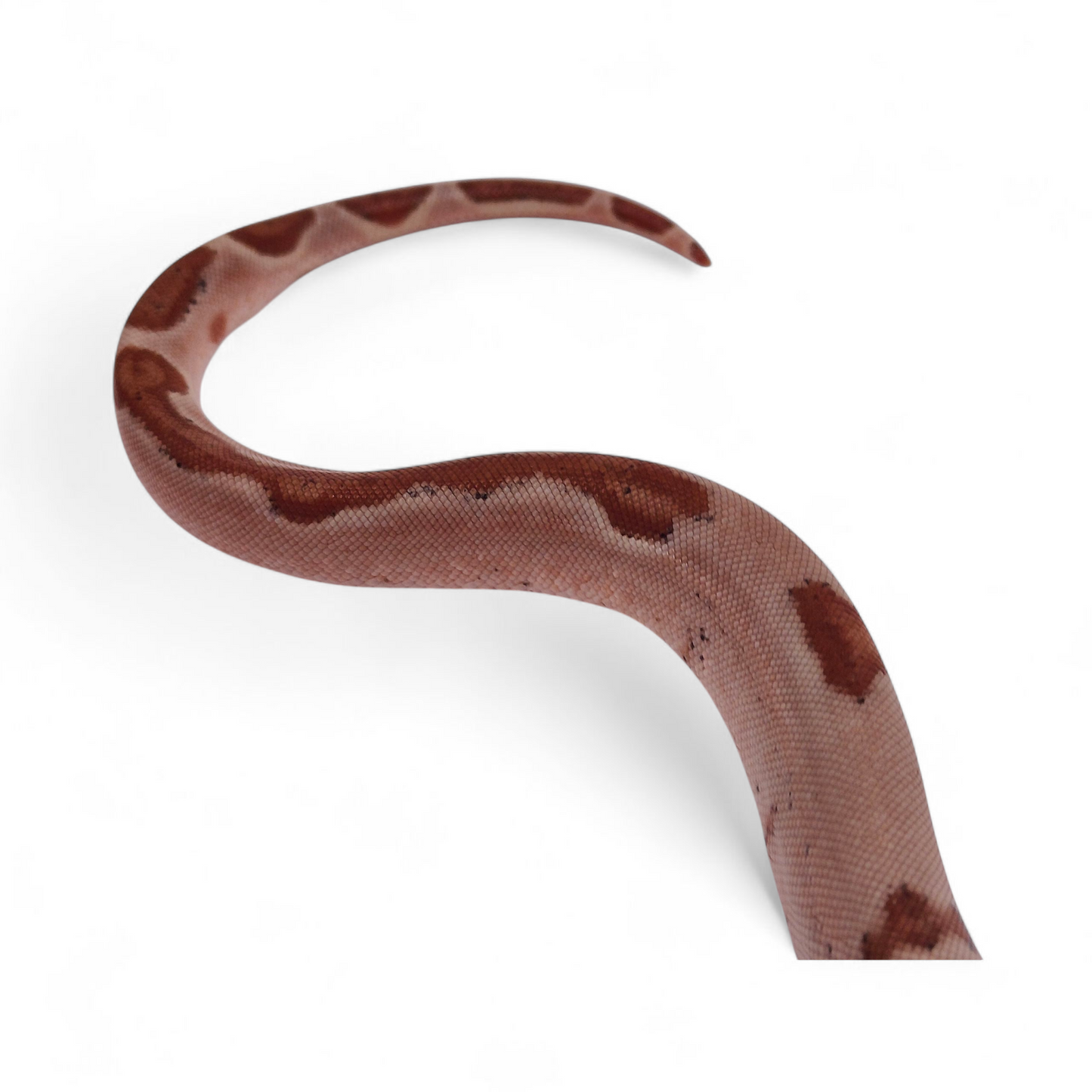 Super Hypo Jungle Sangre Veracruz-Hog Island Hembra B225