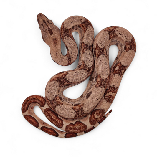 Hypo Sangre Veracruz-Hog Island Hembra B925