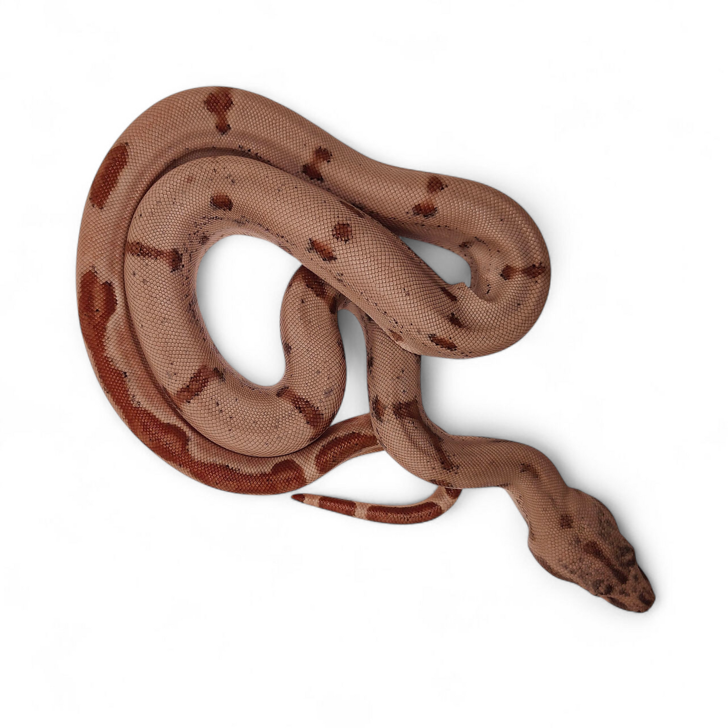 Super Hypo Jungle Sangre Veracruz-Hog Island Hembra B225