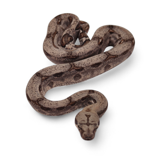 Sangre Veracruz-Hog Island Hembra B425