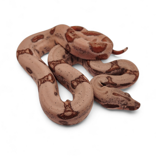 Hypo Jungle Veracruz-Hog Island Macho B125