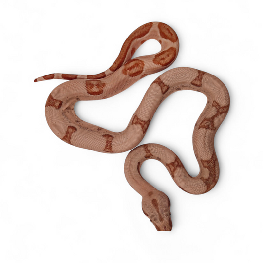 Super Hypo Jungle Sangre Veracruz-Hog Island Macho B625