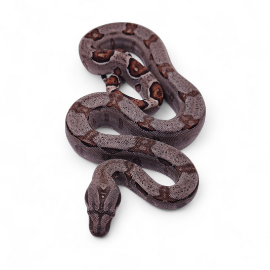 Sangre Veracruz-Hog Island Macho B525