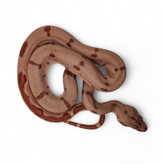 Super Hypo Jungle Sangre Veracruz-Hog Island Hembra B225