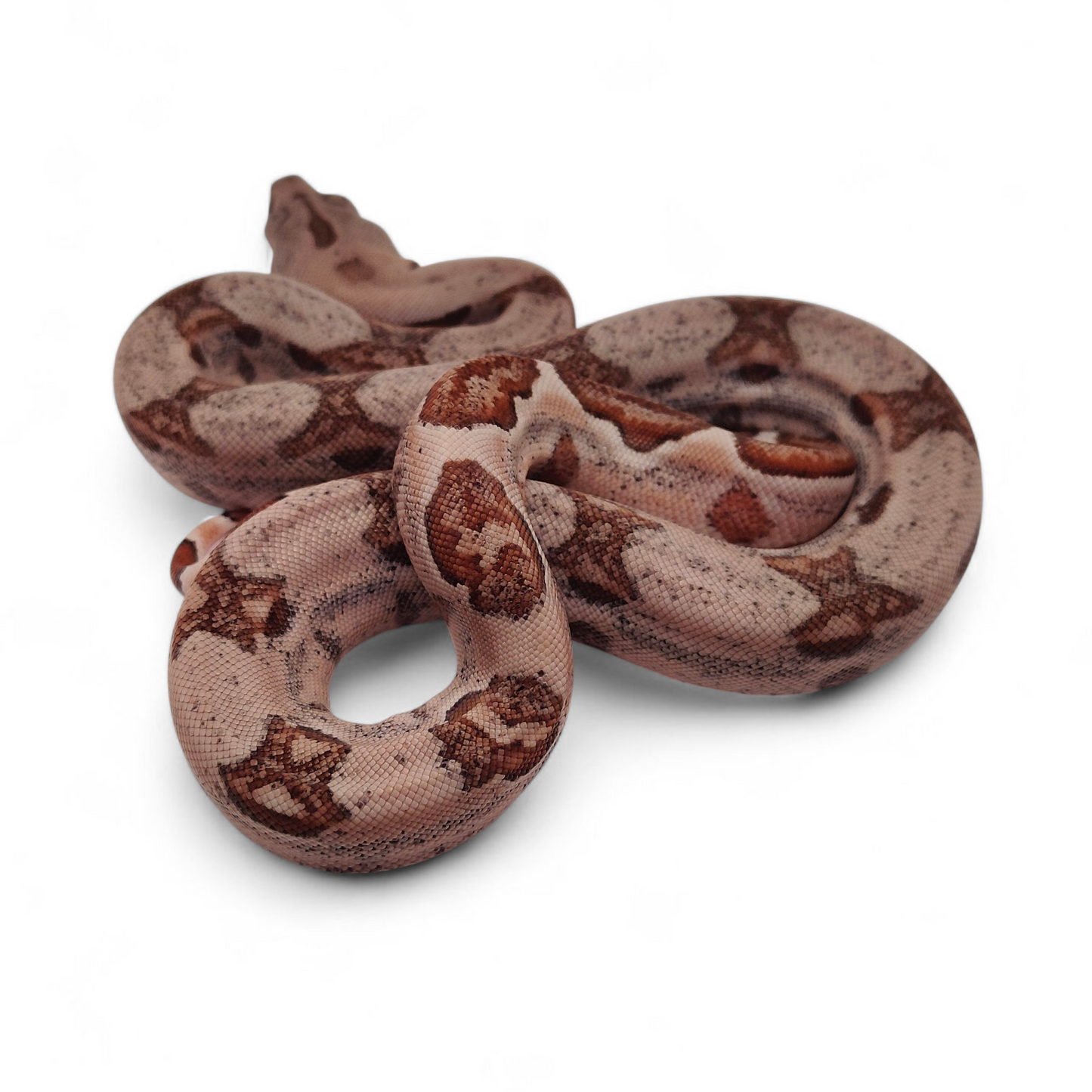 Hypo Sangre Veracruz-Hog Island Hembra B925