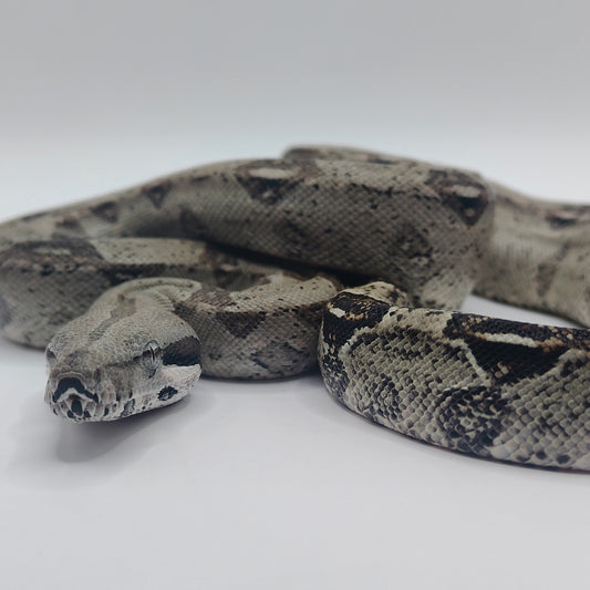 Hembra Anery 66% Het Albino Khal 2025 A825