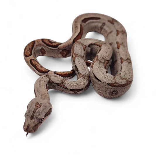 Jungle Stripe Sangre Veracruz-Hog Island Macho B725