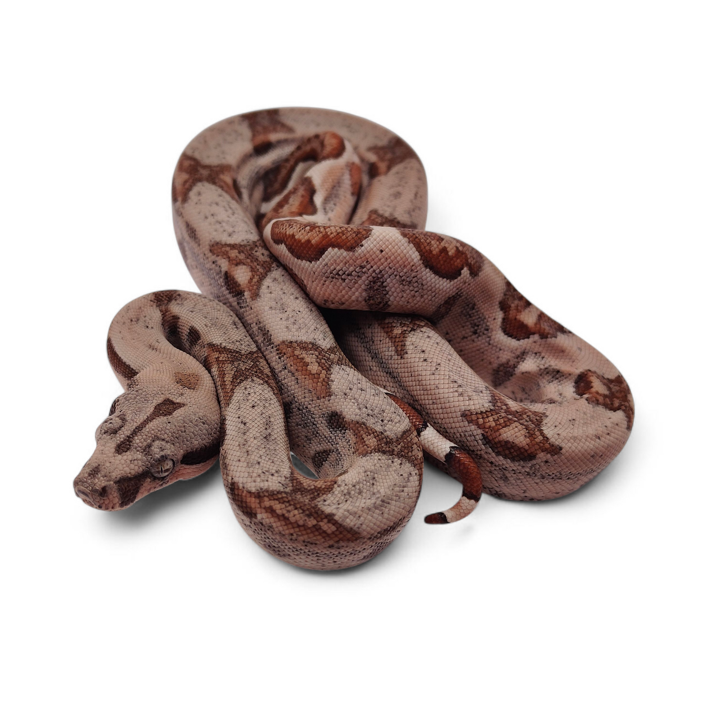 Hypo Sangre Veracruz-Hog Island Hembra B925