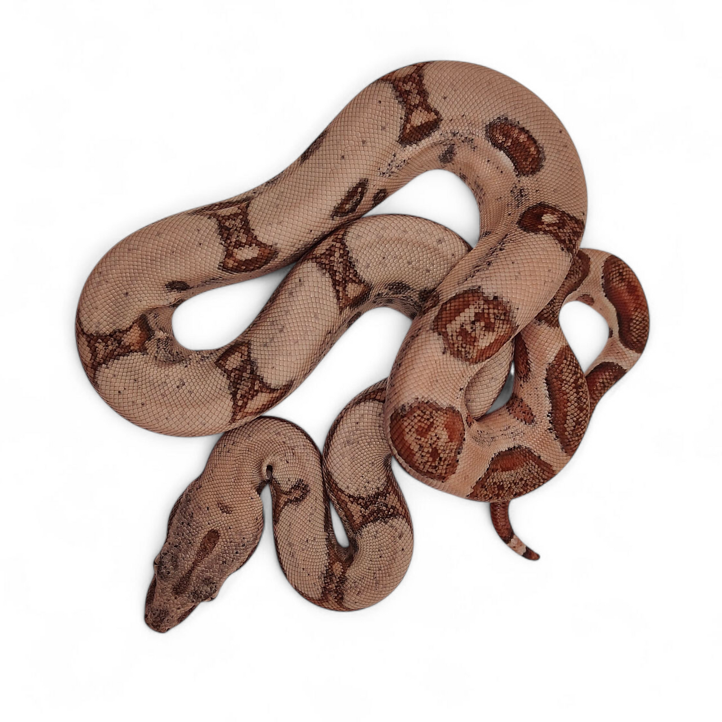 Hypo Jungle Veracruz-Hog Island Macho B125