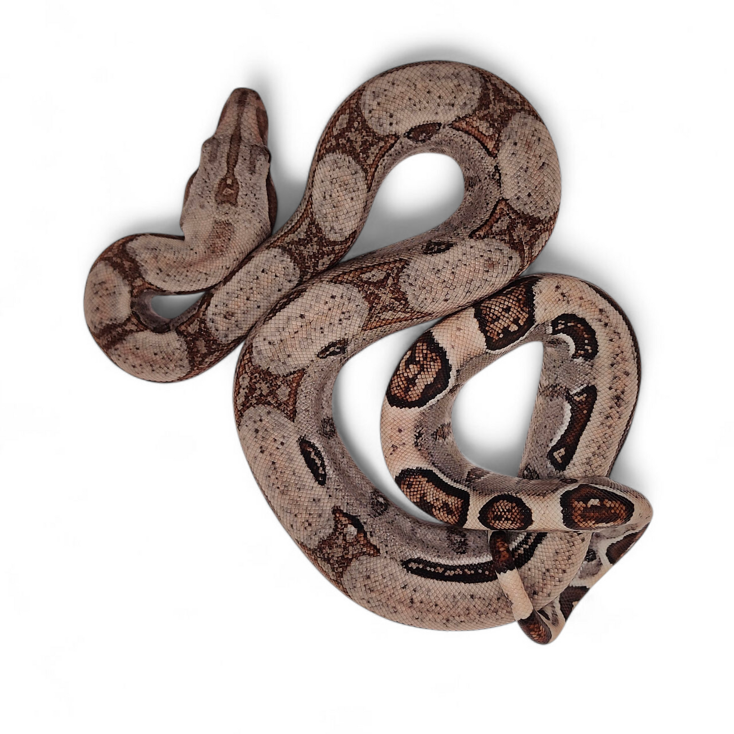 Jungle Stripe Sangre Veracruz-Hog Island Macho B825