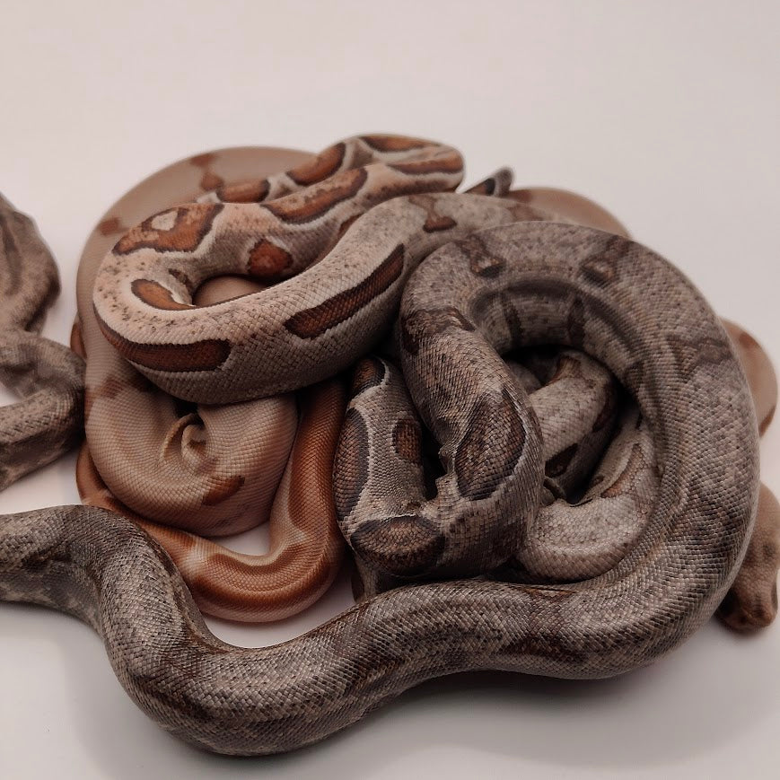 Otonco x Hypo Hog Jungle