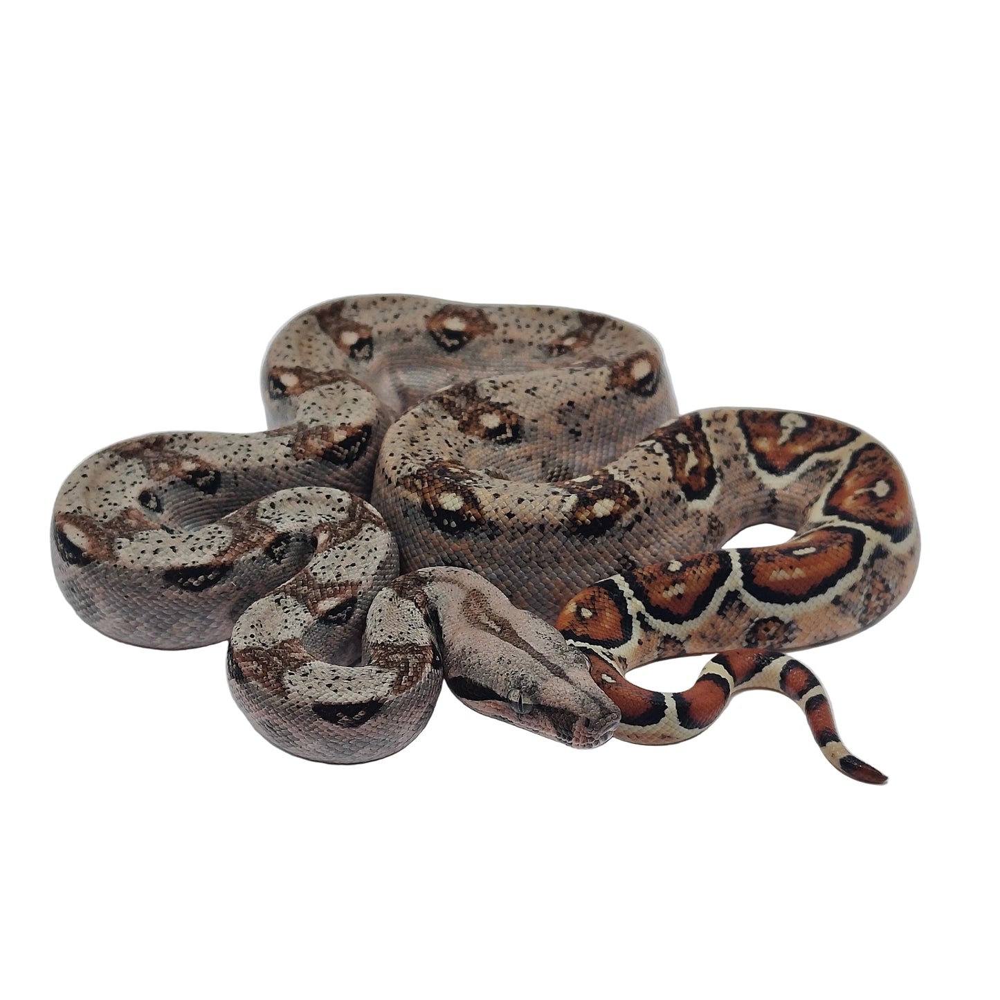 Otonco Hembra. Nominal Sangre Veracruz - Hog