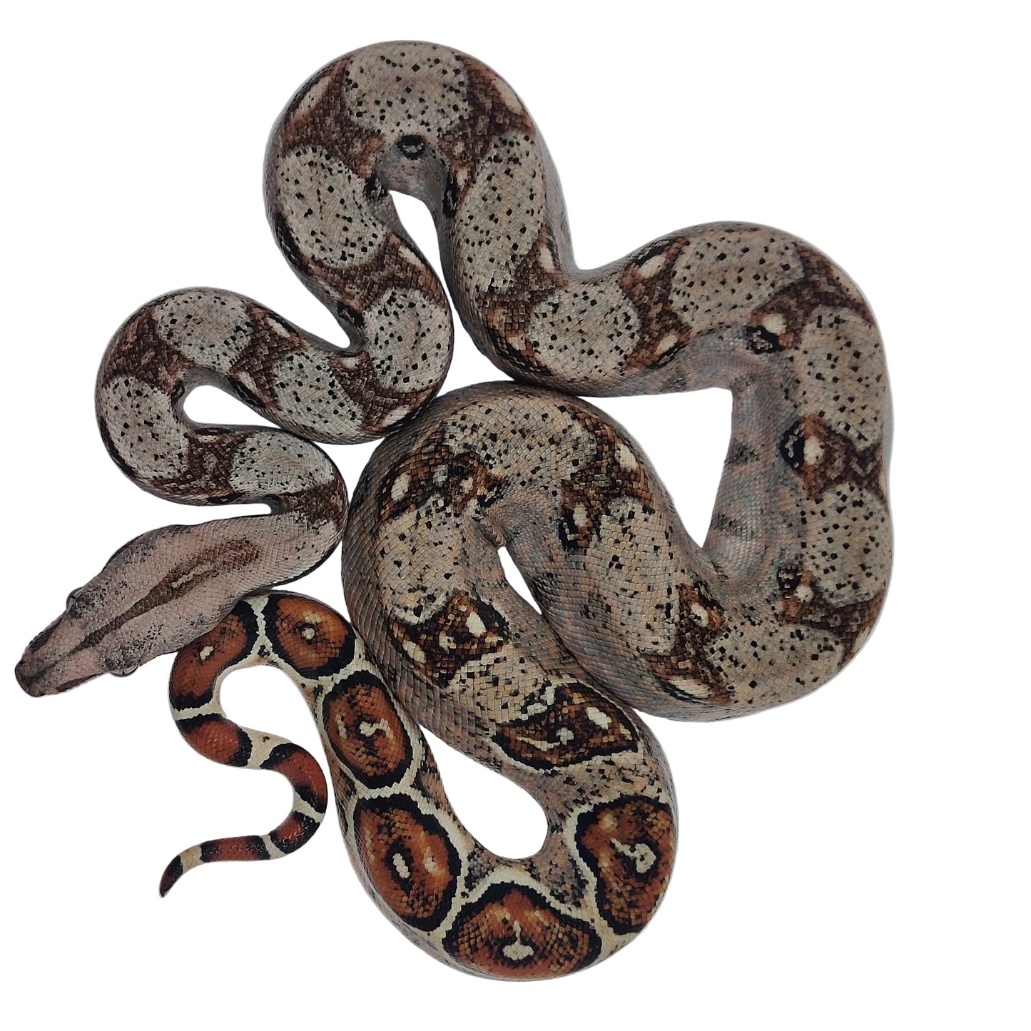 Otonco Hembra. Nominal Sangre Veracruz - Hog