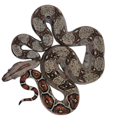 Otonco Hembra. Nominal Sangre Veracruz - Hog