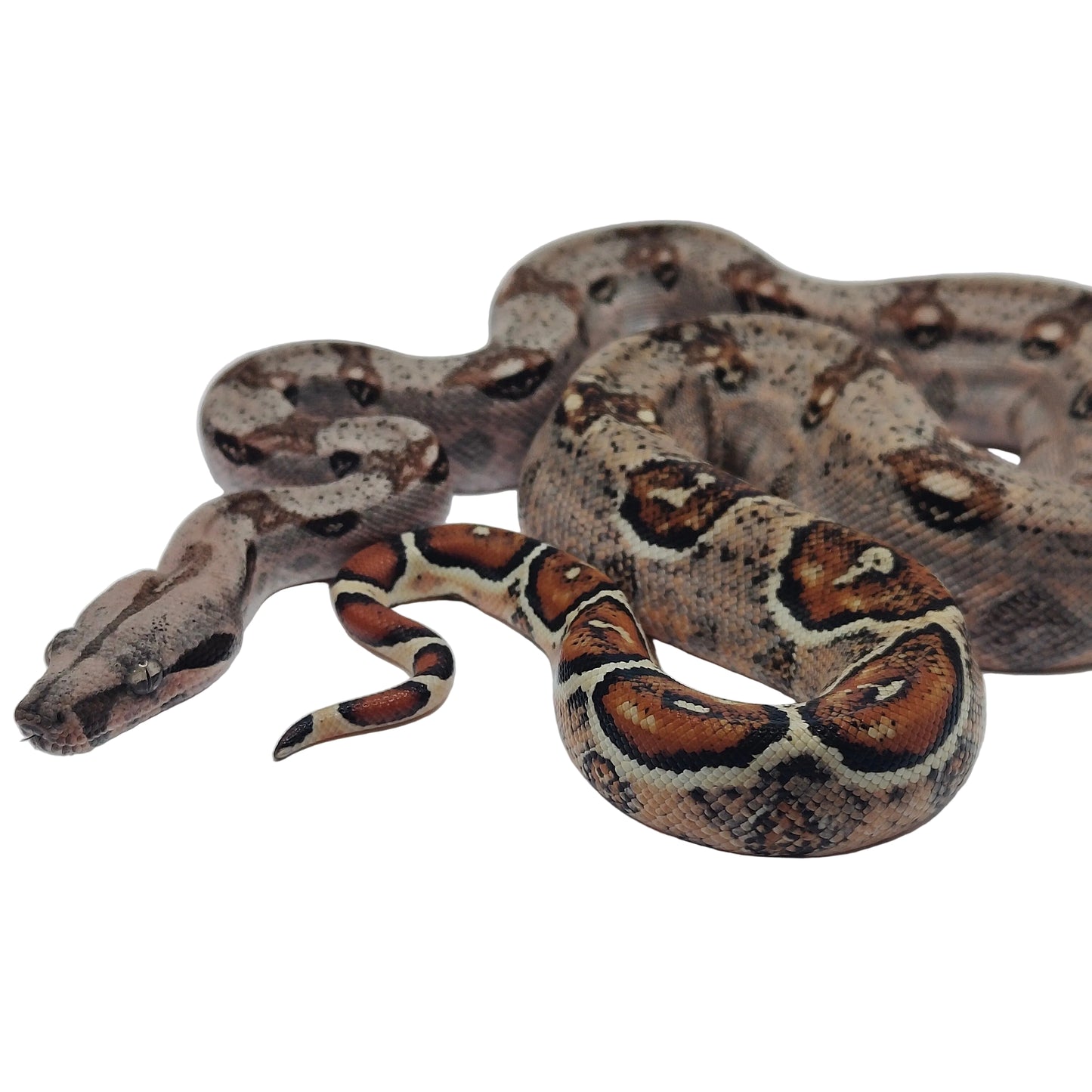 Otonco Hembra. Nominal Sangre Veracruz - Hog