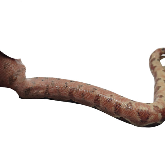 Otonco Hembra 2025 C2