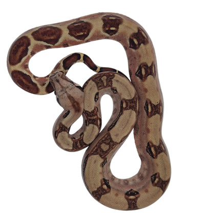 Hypo Panza roja Otonco Hembra 2025 C2