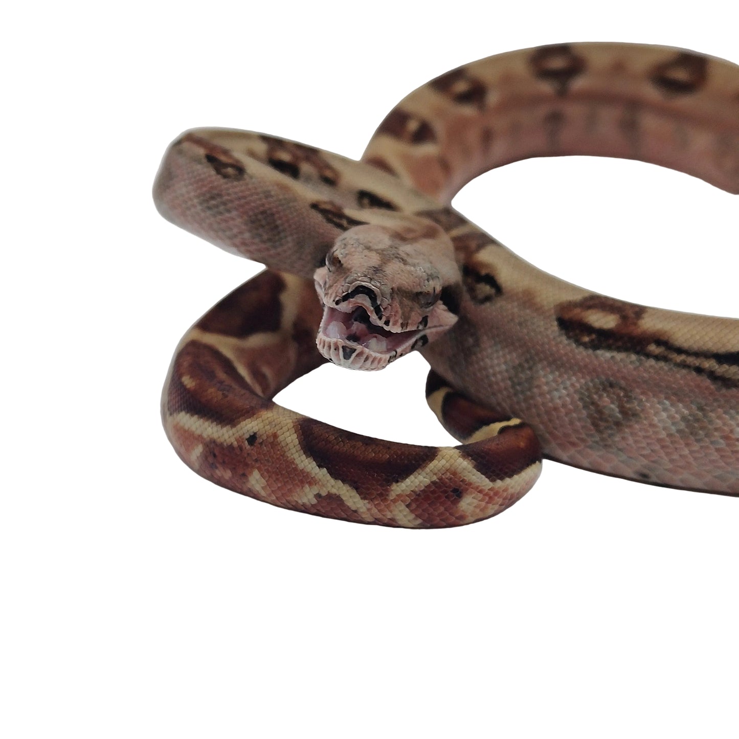 Hypo Panza roja Otonco Hembra 2025 C2