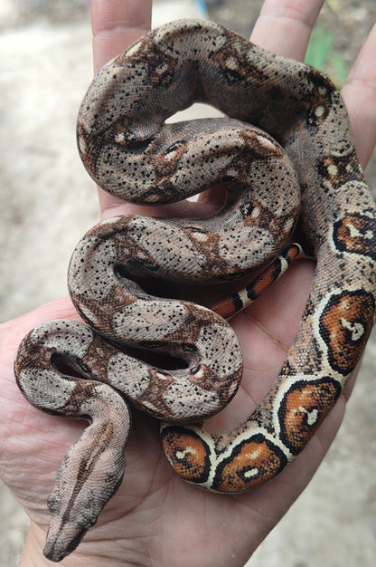 Otonco Hembra. Nominal Sangre Veracruz - Hog