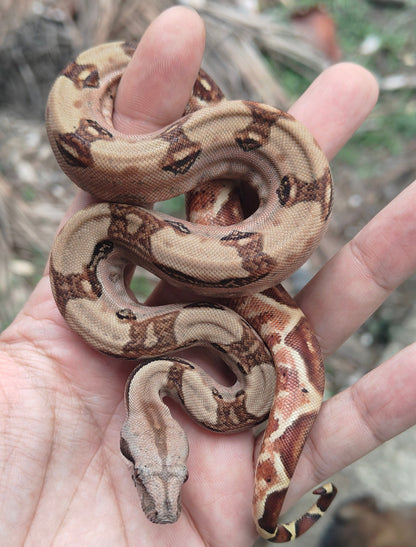 Hypo Panza roja Otonco Hembra 2025 C2